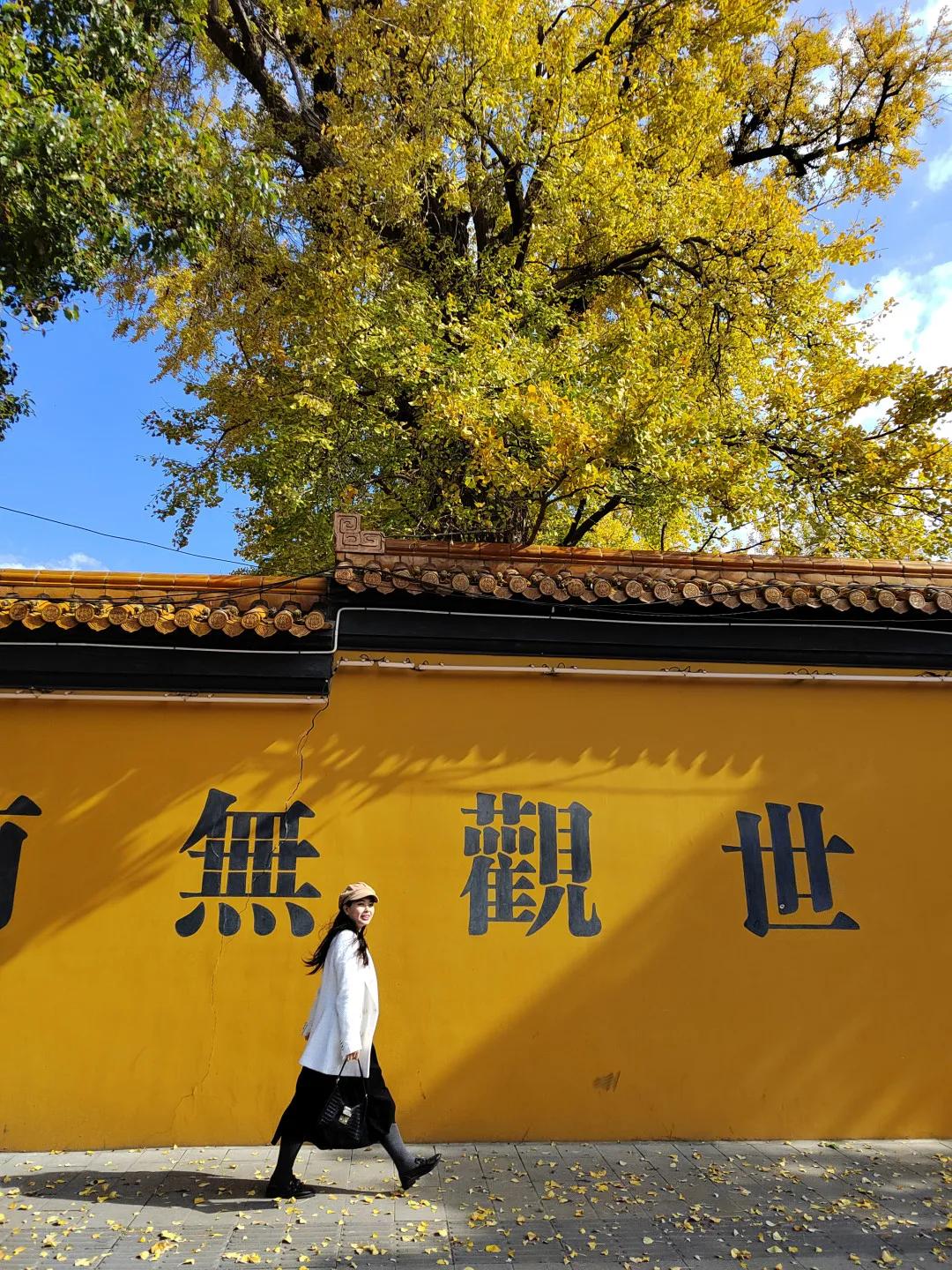 二严寺万佛阁银杏黄啦~古刹银杏，来领取奉贤最禅意的浪漫