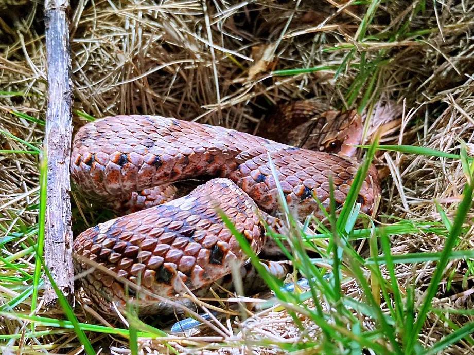 五一出行,这是包邮区城市最容易遇到的毒蛇