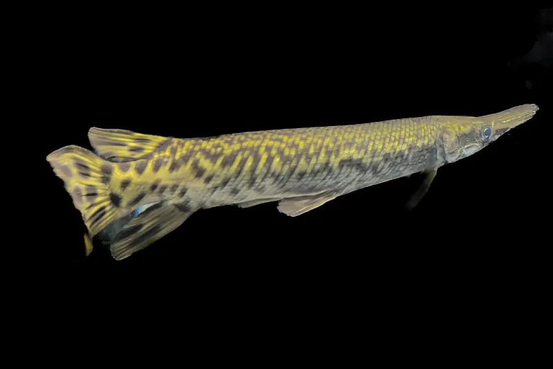 最好养的观赏鱼冷水鱼有哪些中型,冷水鱼有哪些观赏鱼比较好看