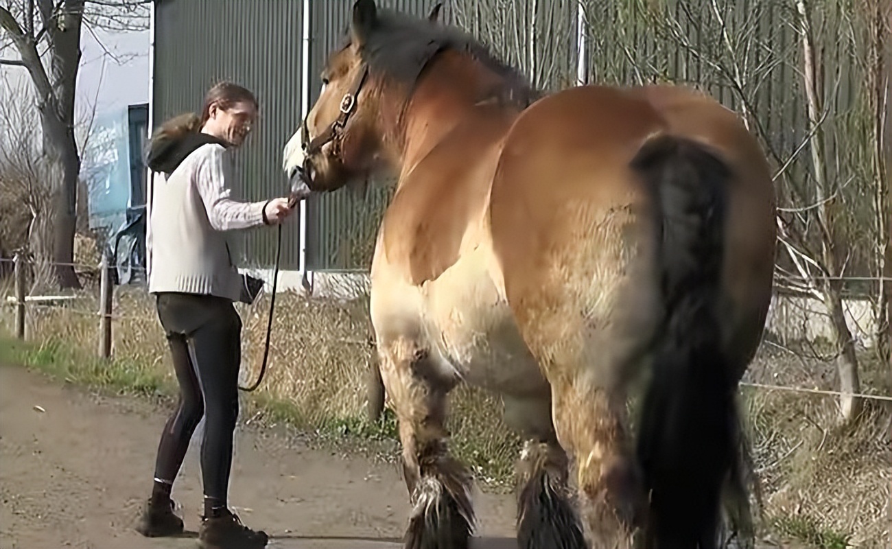 世界上载重最大的马,体型最大的马有多高