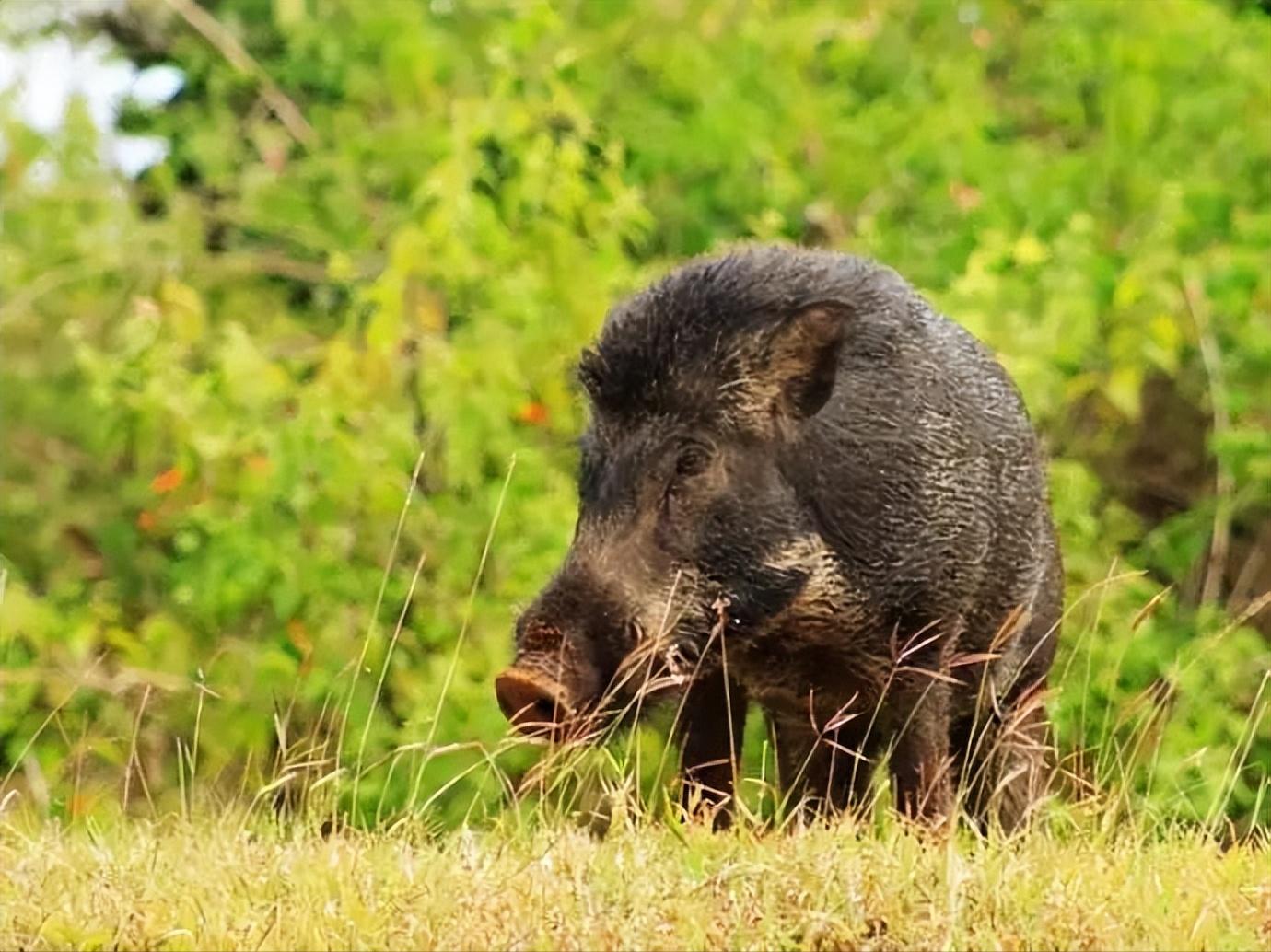 钓狗鱼、套野猪、打狗熊。请随我领略一番东北人以往的生活情趣吧