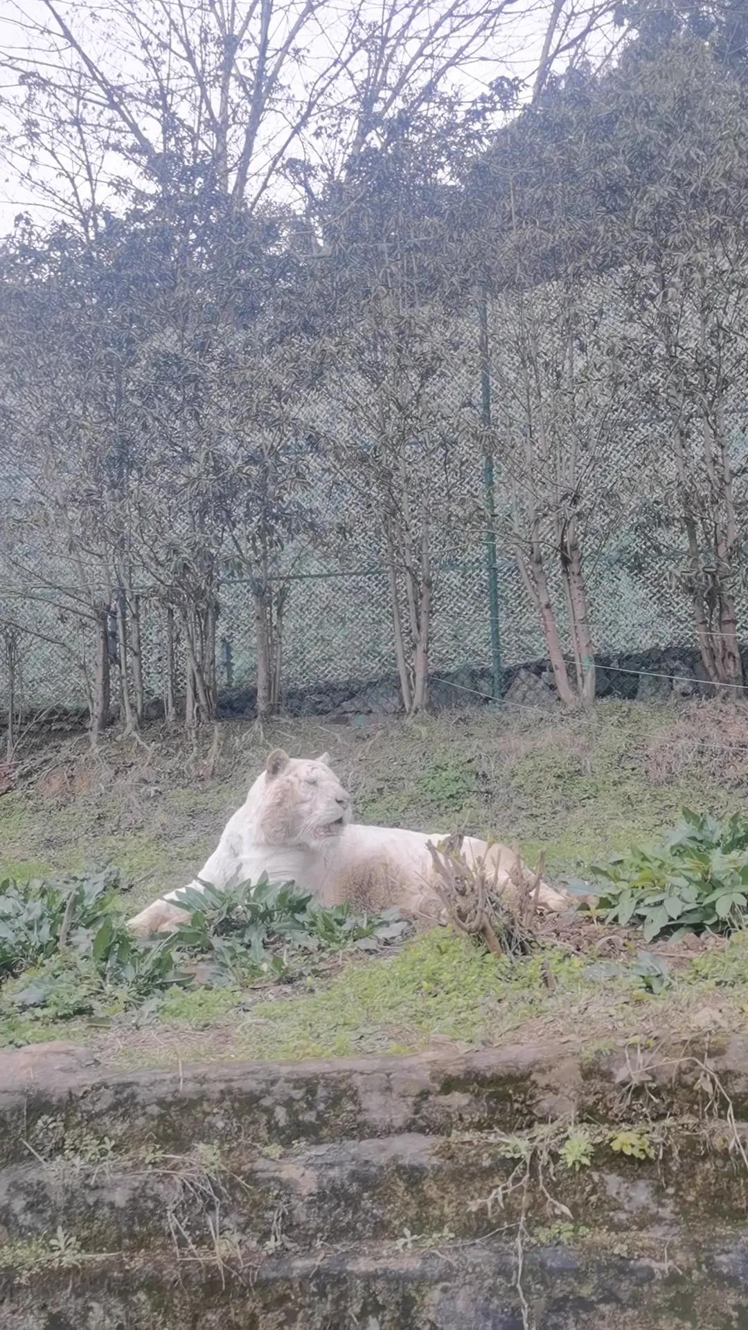 重庆乐和乐都野生动物园一日游,重庆野生动物园攻略一日游