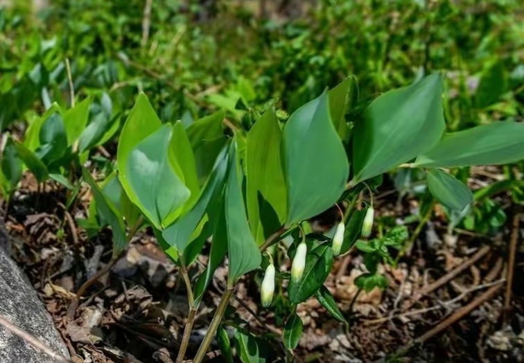 清明期间开的野花有哪些,清明节野花