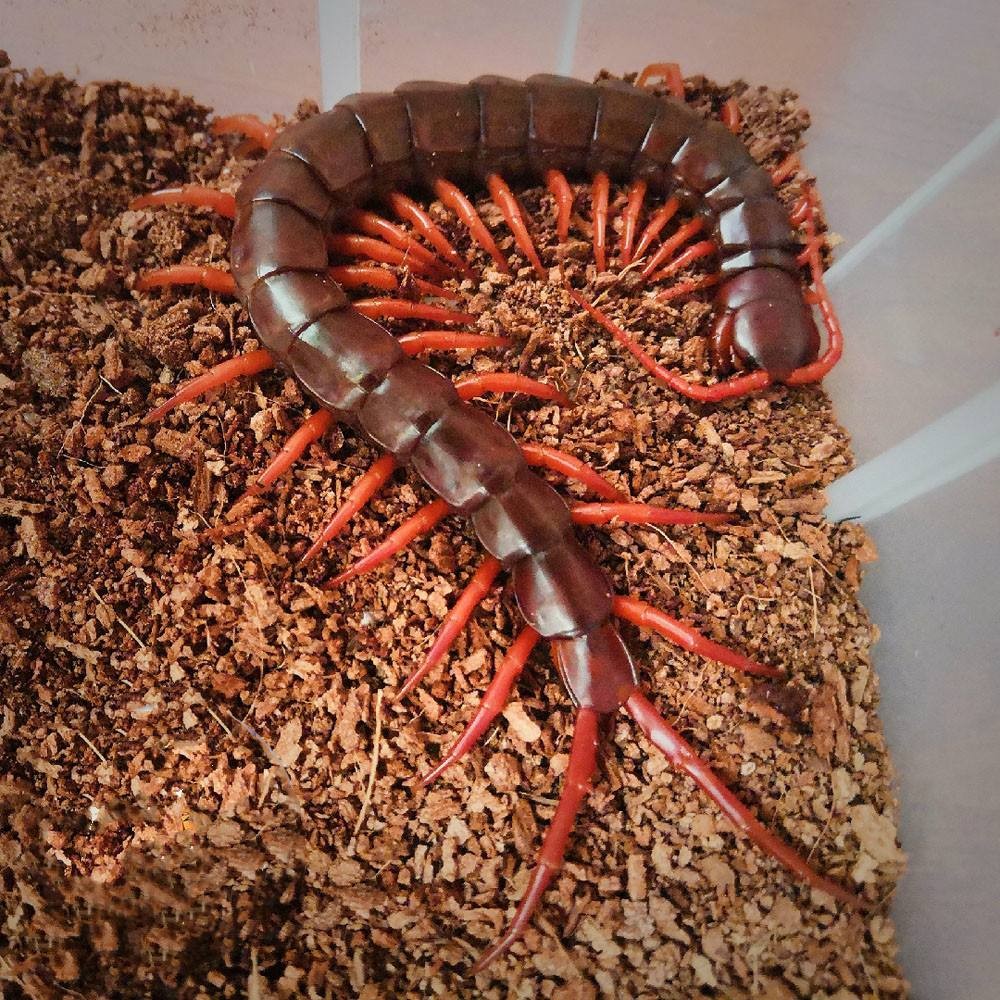 蜈蚣毒性与蜈蚣大小有关系吗,蜈蚣毒性与蜈蚣大小有关吗