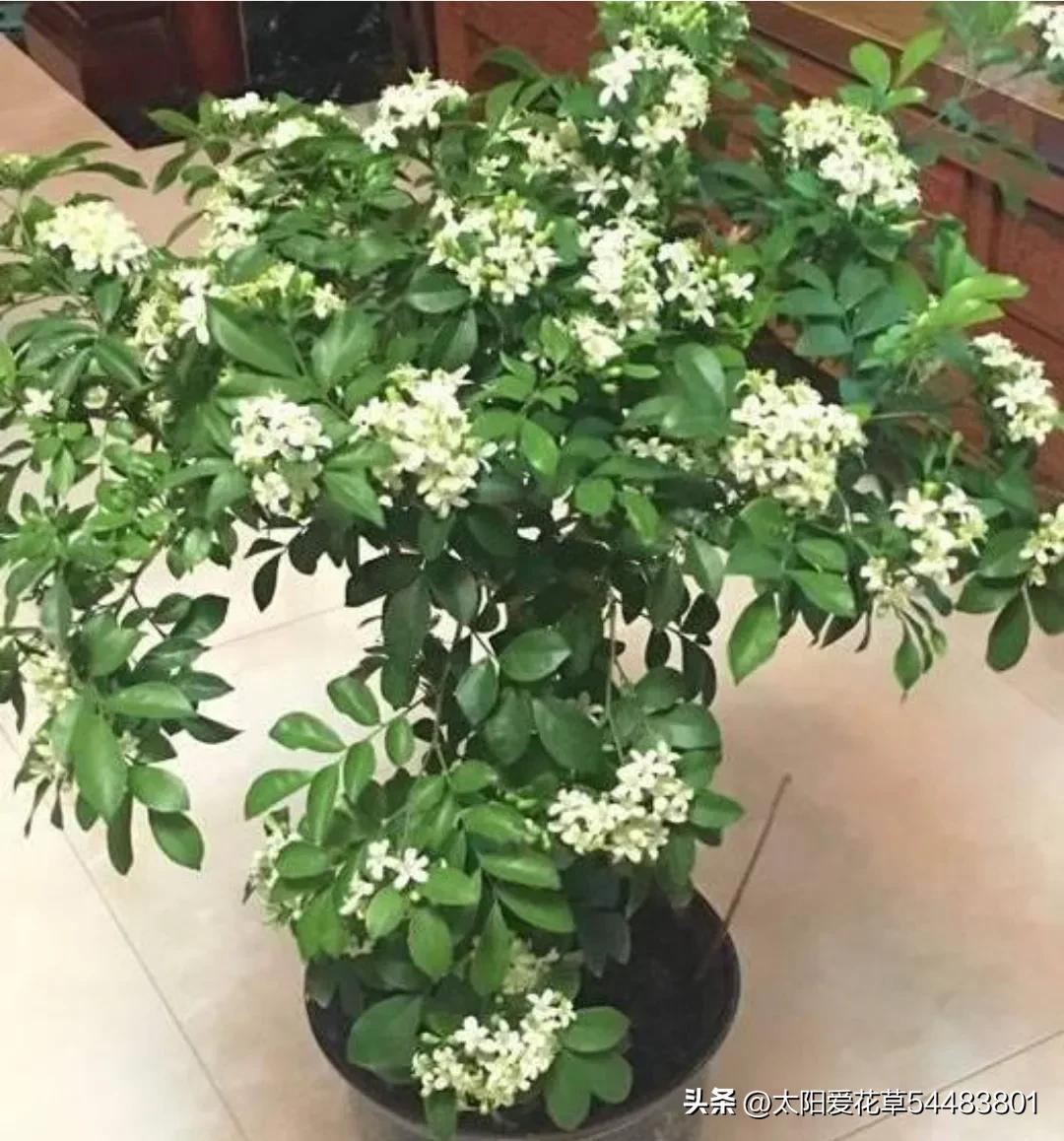 天热后，6种花太能飘香，幸亏我家养了一盆，一花香满屋