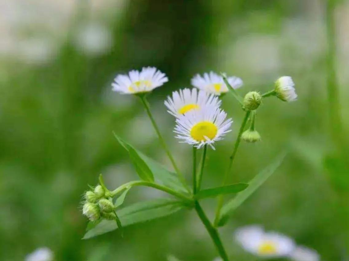 春夏之交，越来越多的花含苞欲放，这一百种娇媚蓓蕾真是美不胜收