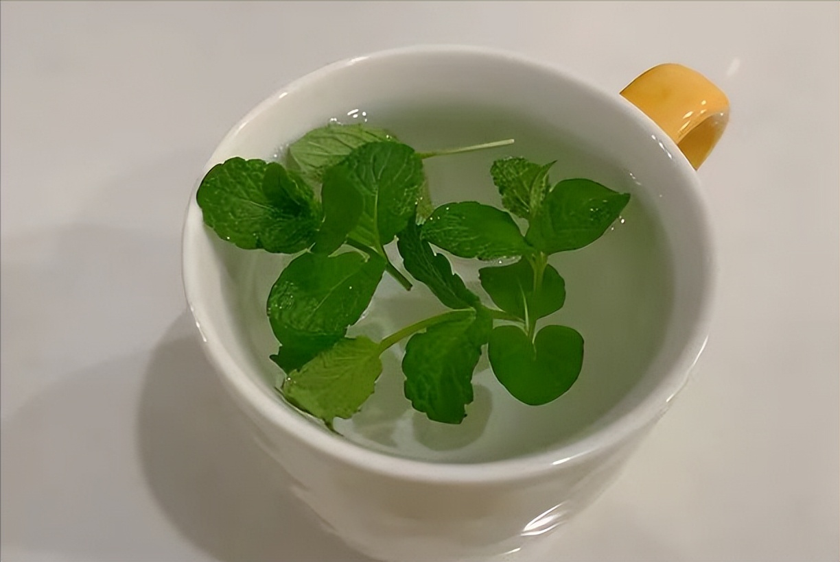 家里长一盆薄荷的好处,家里养一盆薄荷有什么好处