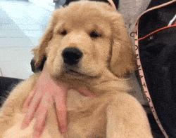 狗界暖男排名,狗界暖男德牧