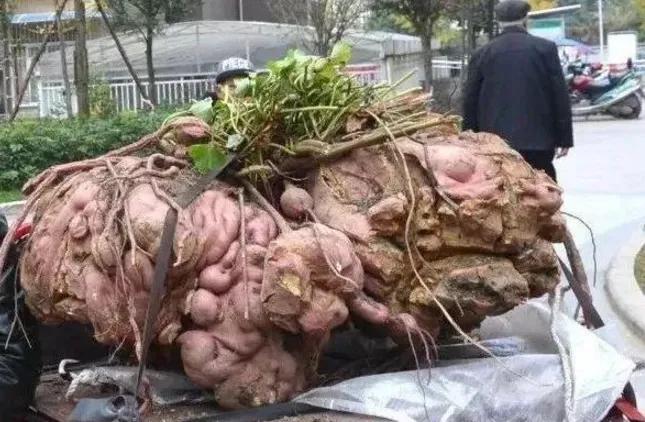 红薯增产最简单方法,红薯增产三妙招