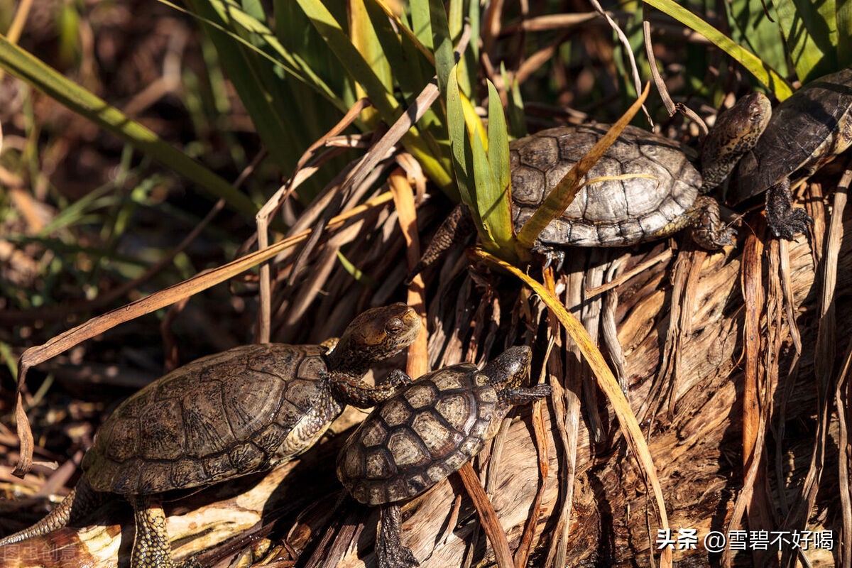 养龟技术,养龟养几只合适