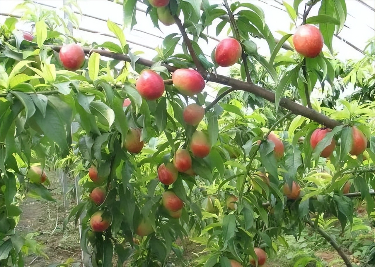 农业发展温室大棚的优点,田园综合体蔬菜大棚
