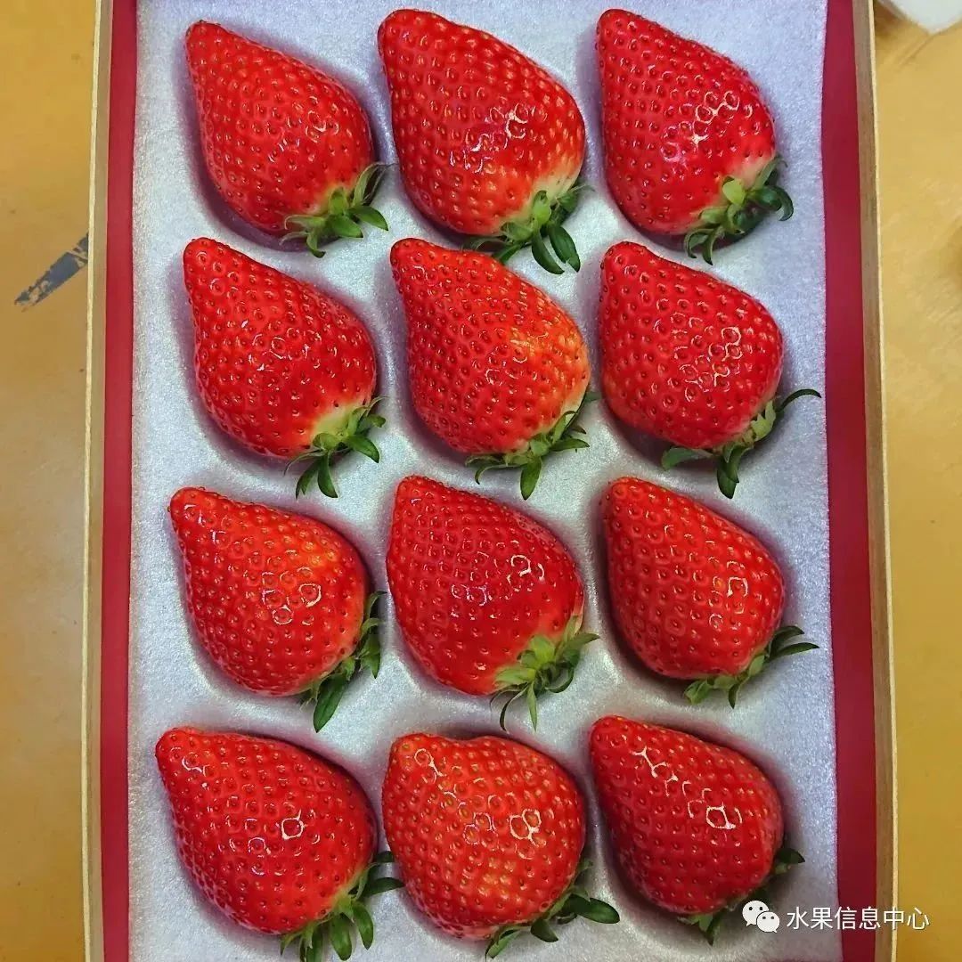 日本草莓评选大赛,排名第一的草莓品种是什么?