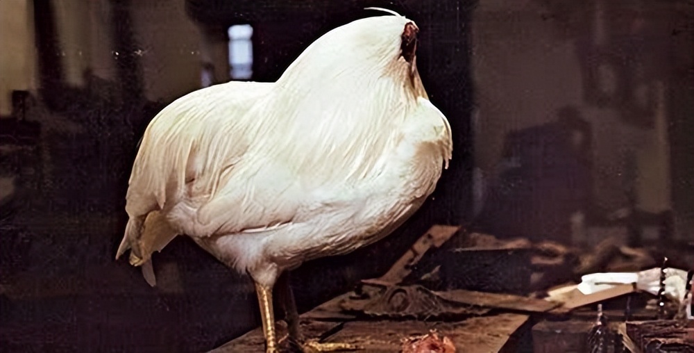 美国无头鸡的传奇,美国无头鸡原视频