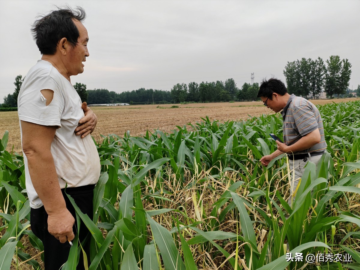 玉米田杂草一次除不净怎么办,玉米除草为什么草不死