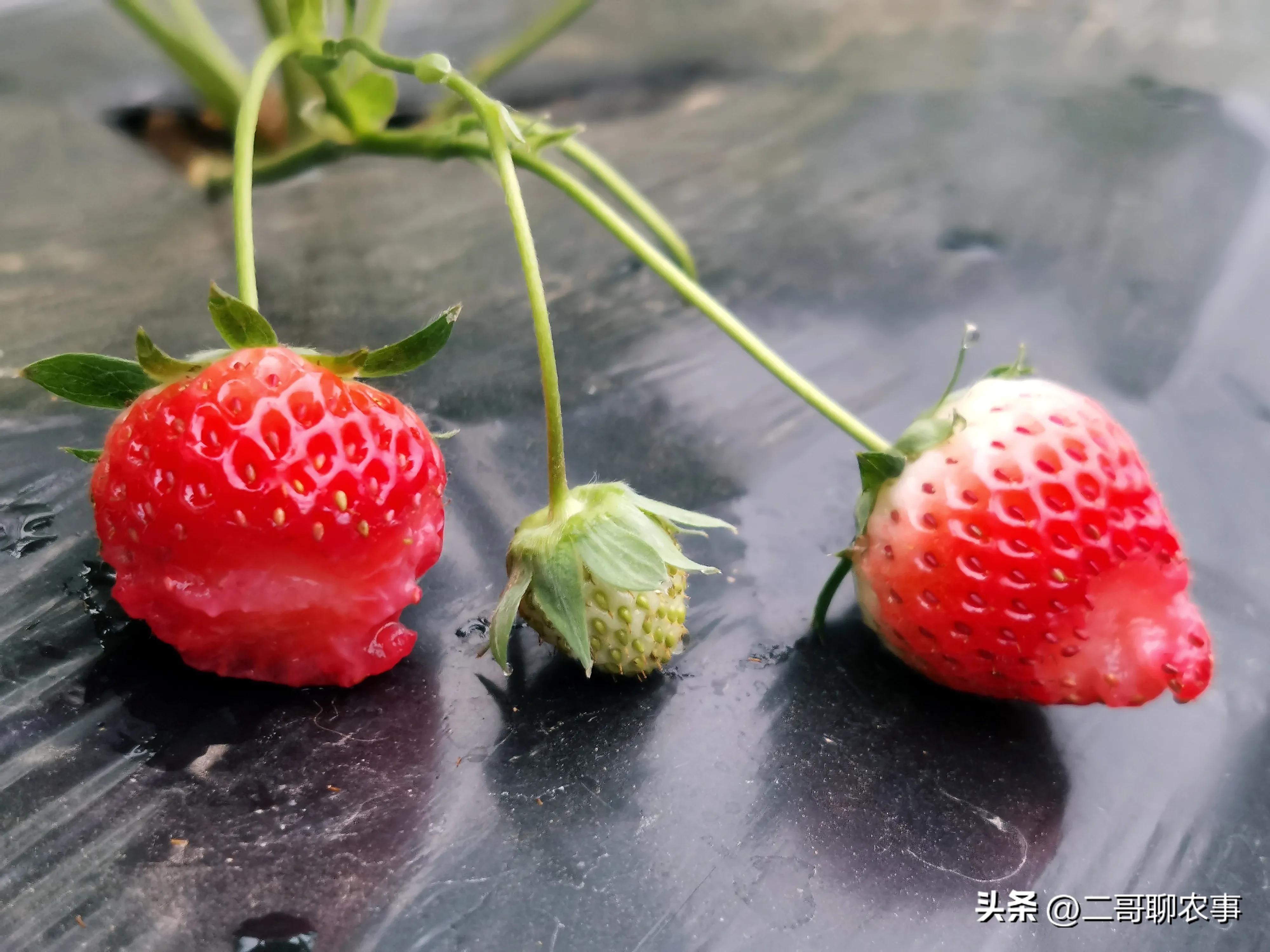 大棚草莓被偷吃视频,大棚草莓果子小怎么办