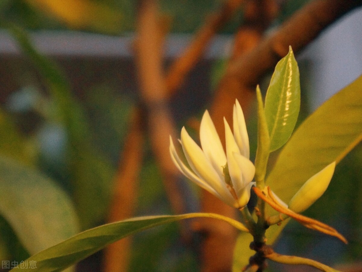 适合阳台养光照少的花四季开花,适合阳台上一年四季好养的花