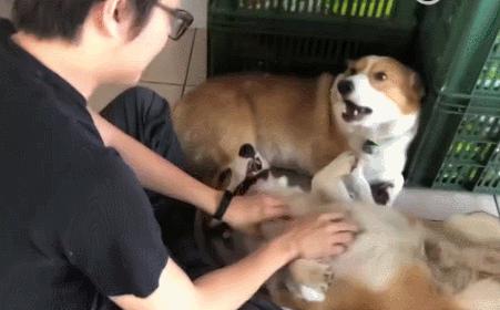 狗为什么会闻屁屁,两狗见面怎么能看出哪个凶