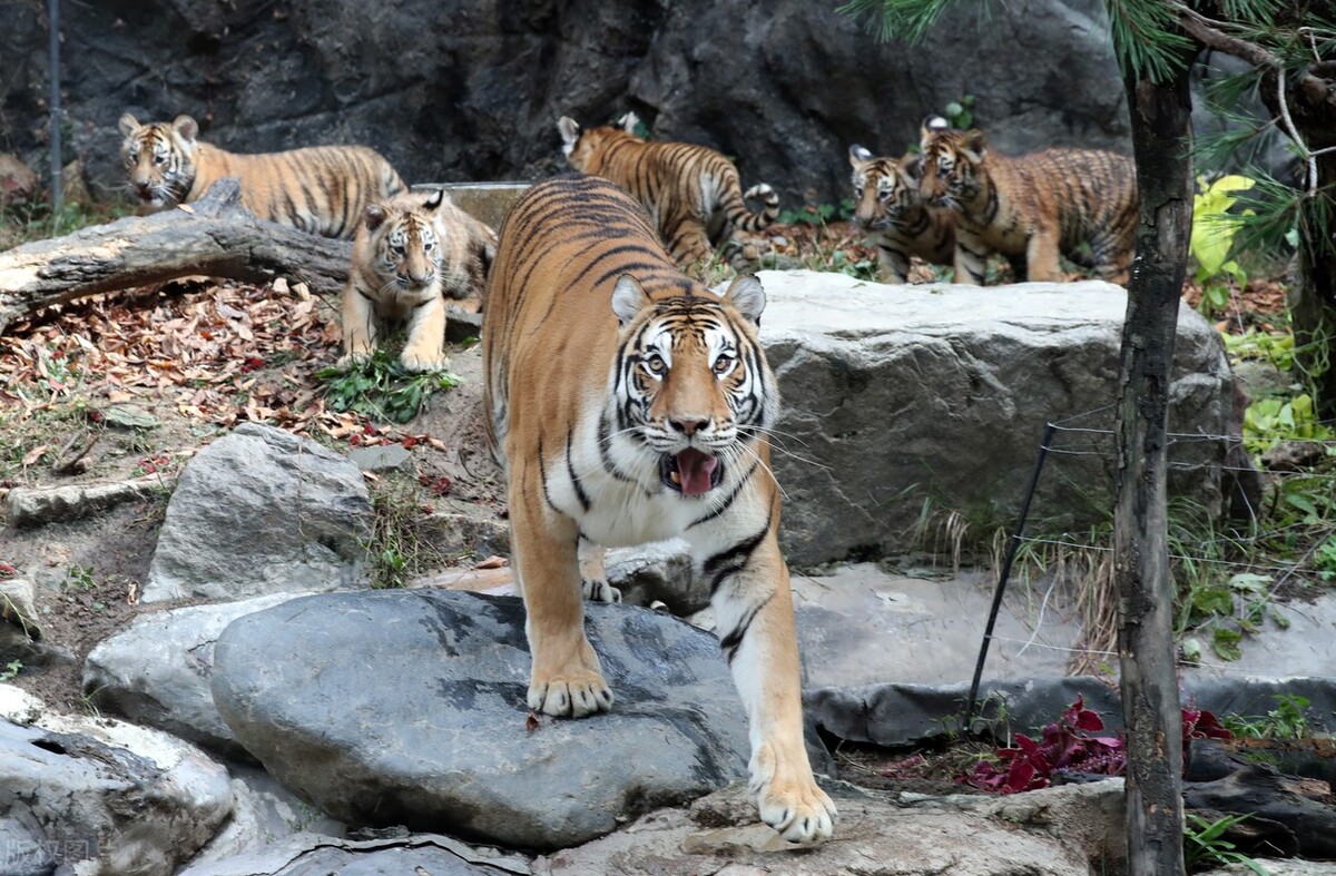 世界60个国家的珍稀国宝,100个国家国宝动物