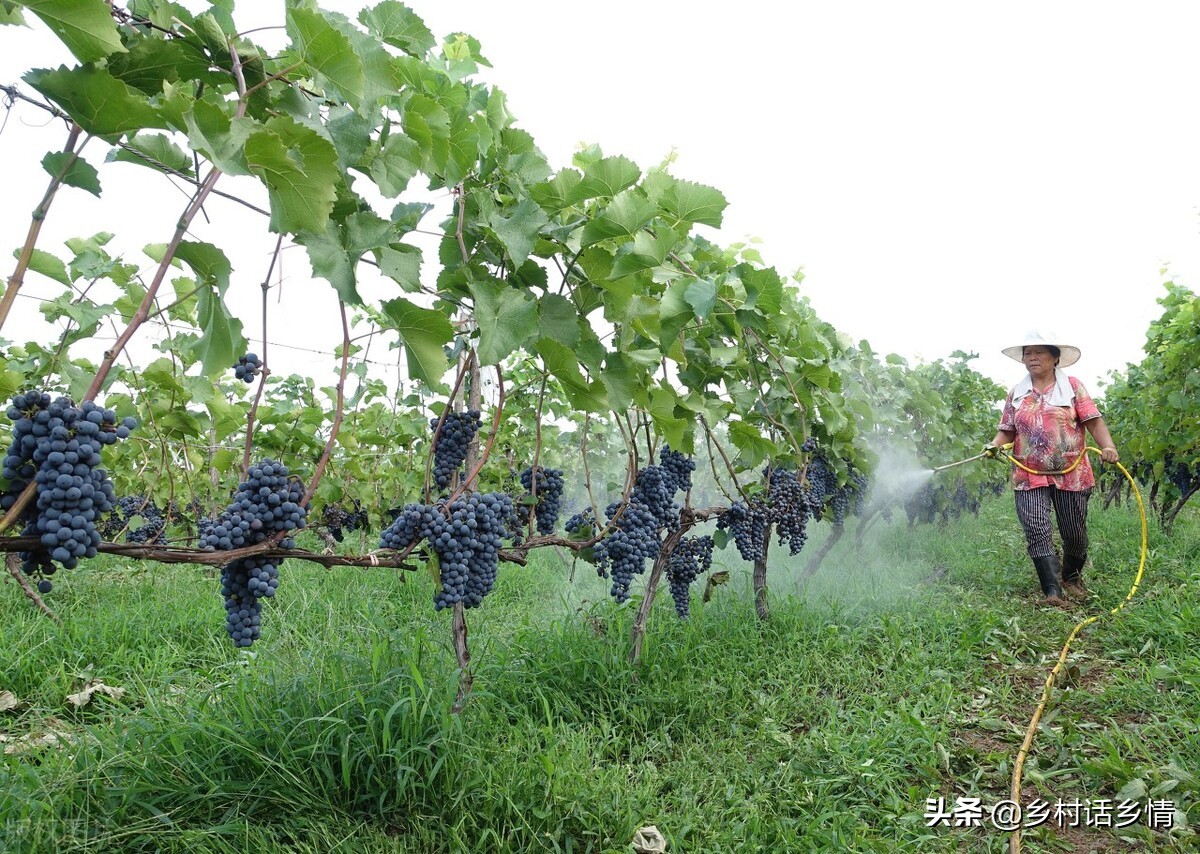 生物有机菌剂,生物菌剂价格表