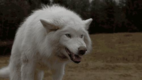 判断狗狗有没有狂犬病的三种方法,狗狗狂犬病早期的10个征兆