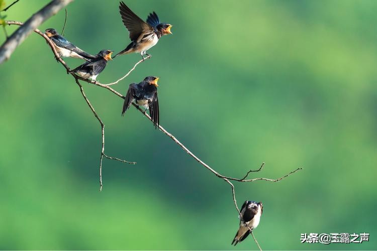 杜甫关于燕子诗有哪些,燕子最好的七首诗