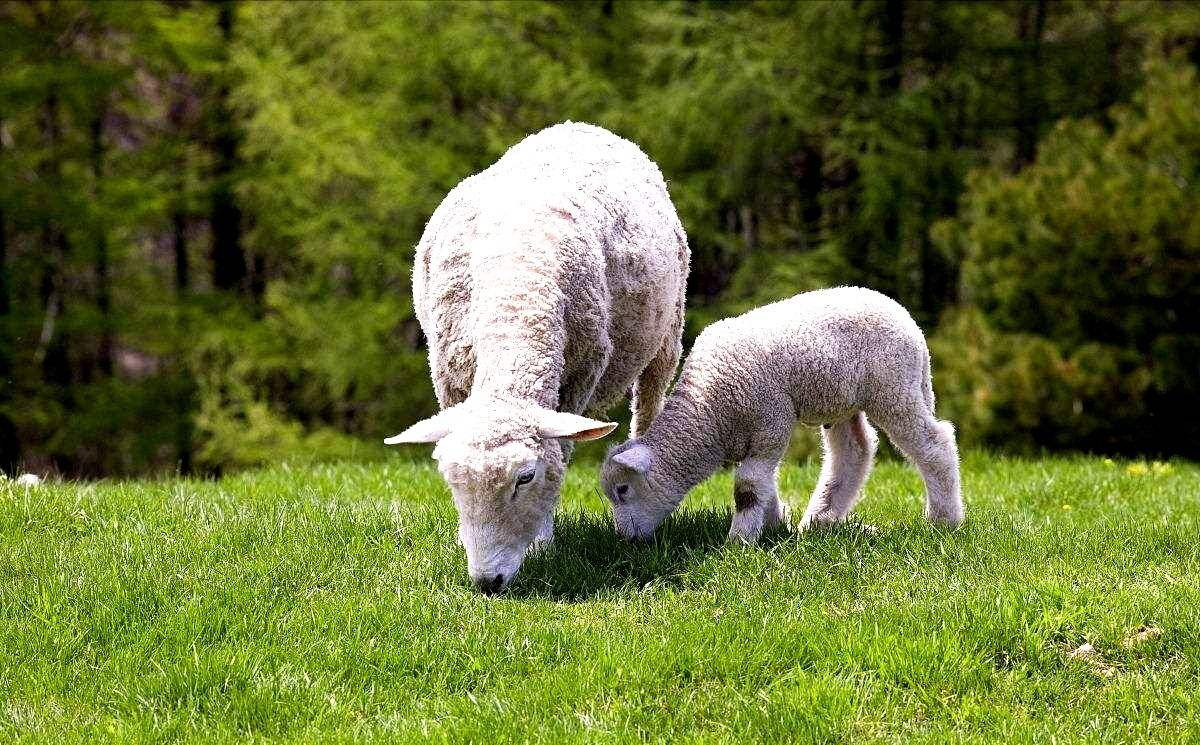 春季养羊需要谨防羊口疮病毒吗,春季养羊驱虫防疫尤为重要