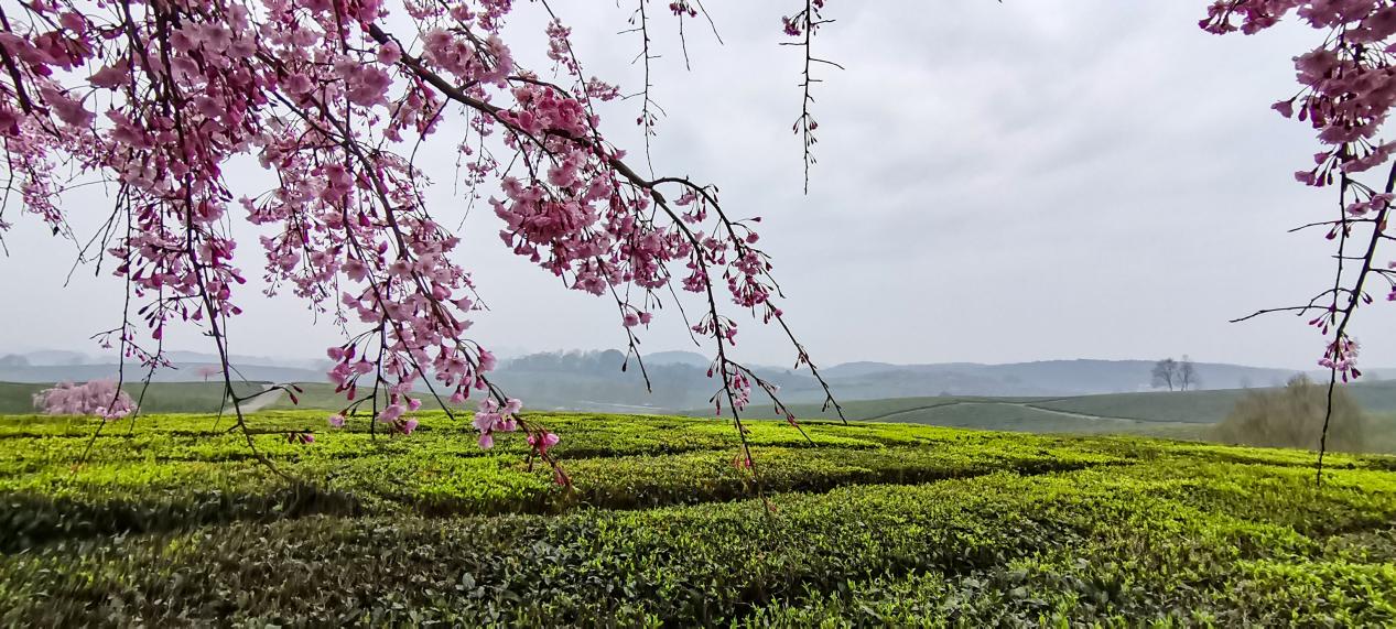 贵阳羊艾茶园风景,贵阳市羊艾茶场地址