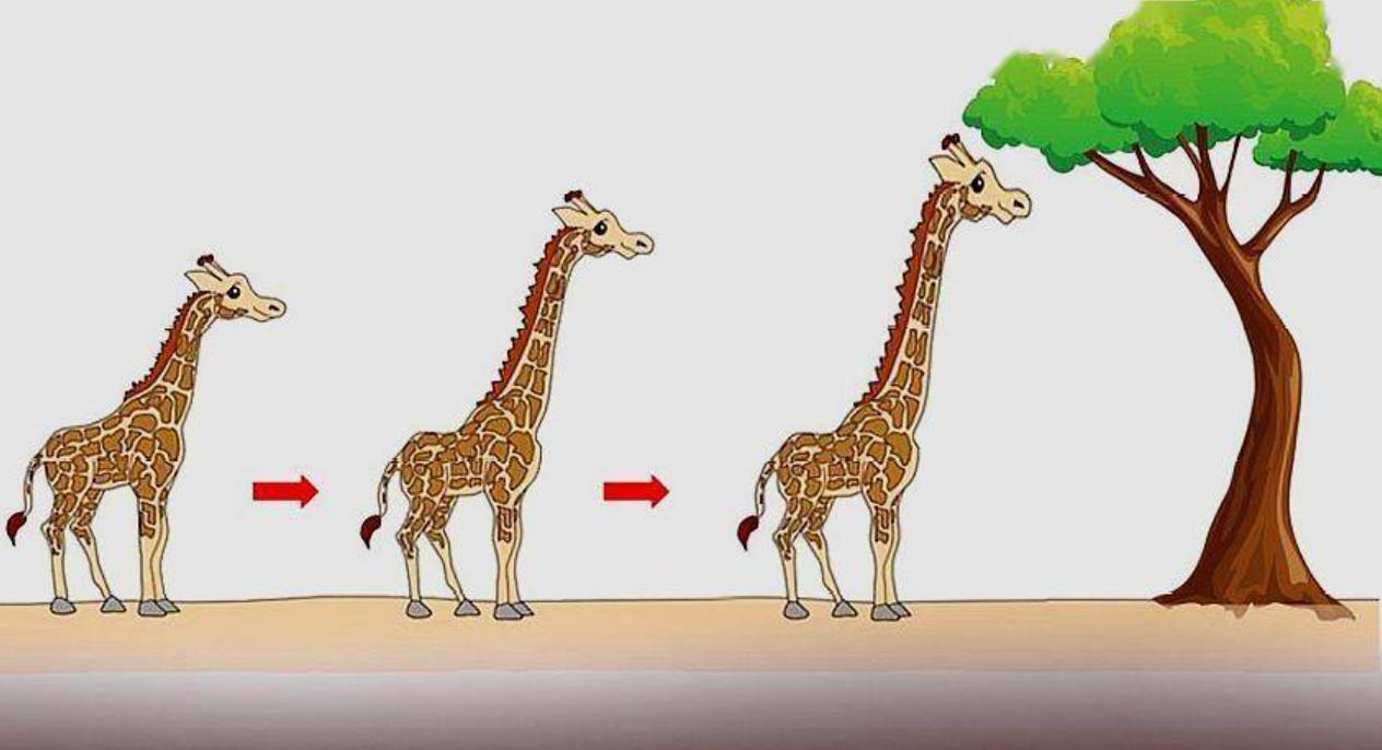 鬣狗吃羚羊和角马,鬣狗吃角马羚羊