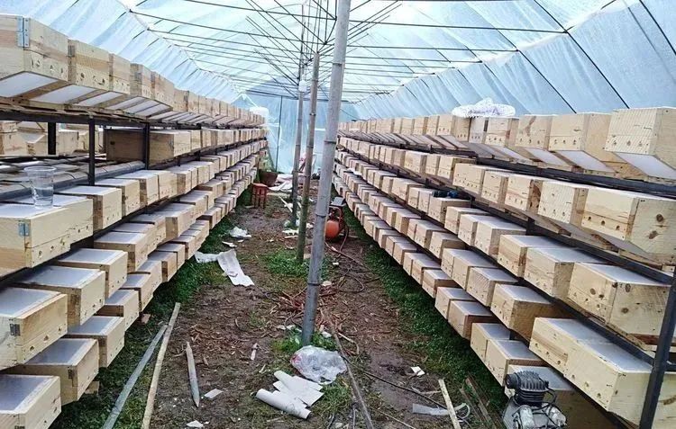 150元一斤，被叫做“天上人参”，被蛰很危险，却很好吃