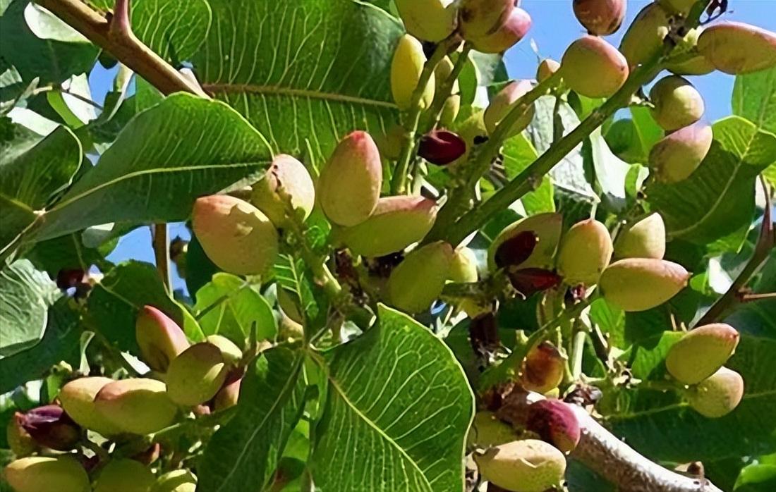 买开心果哪里最便宜,什么地方的开心果价格便宜