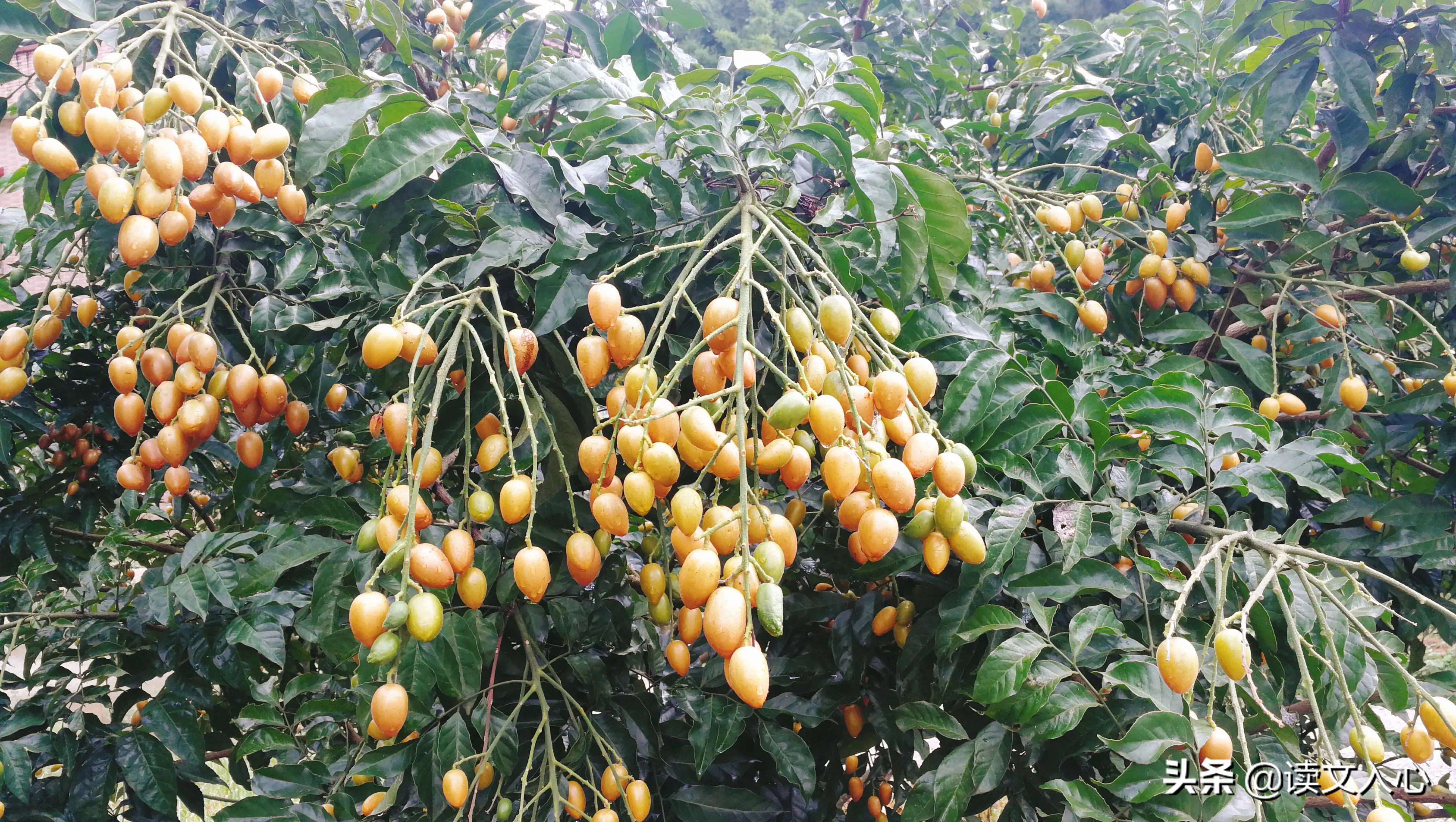 从化区南平静修小镇简介,南平静修小镇旅游文案