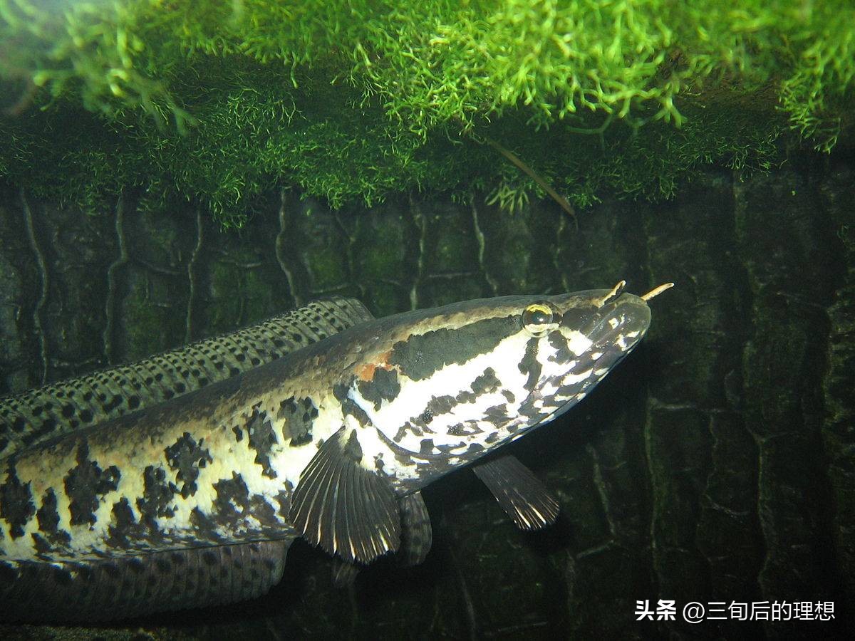 人工饲料和野生杂鱼,人工混合鱼饲料配方