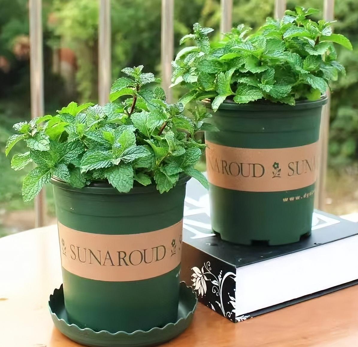 家里长一盆薄荷的好处,家里养一盆薄荷有什么好处