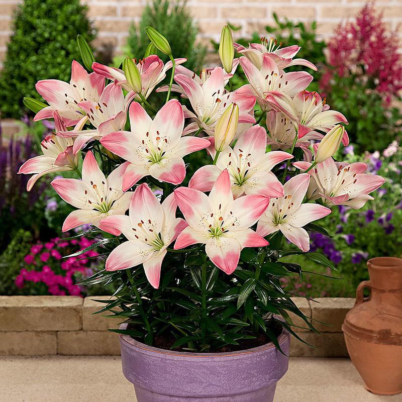 适合室内养的四季开花的球,室内盆栽花卉球兰