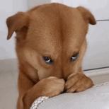 女足姑娘结婚了吗,女足队员可以结婚吗