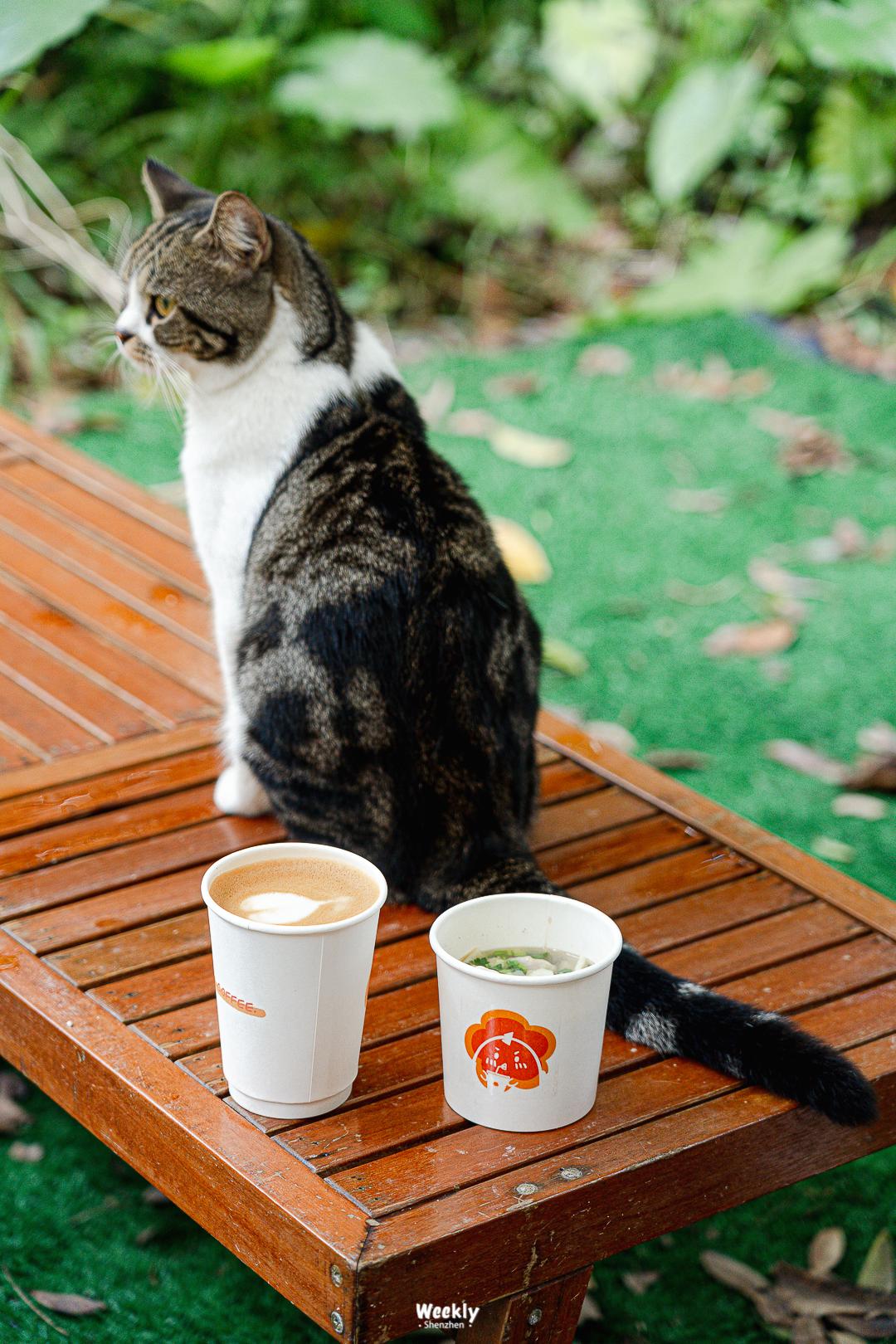 好好走过红荔路，才知道住福田有多让人羡慕