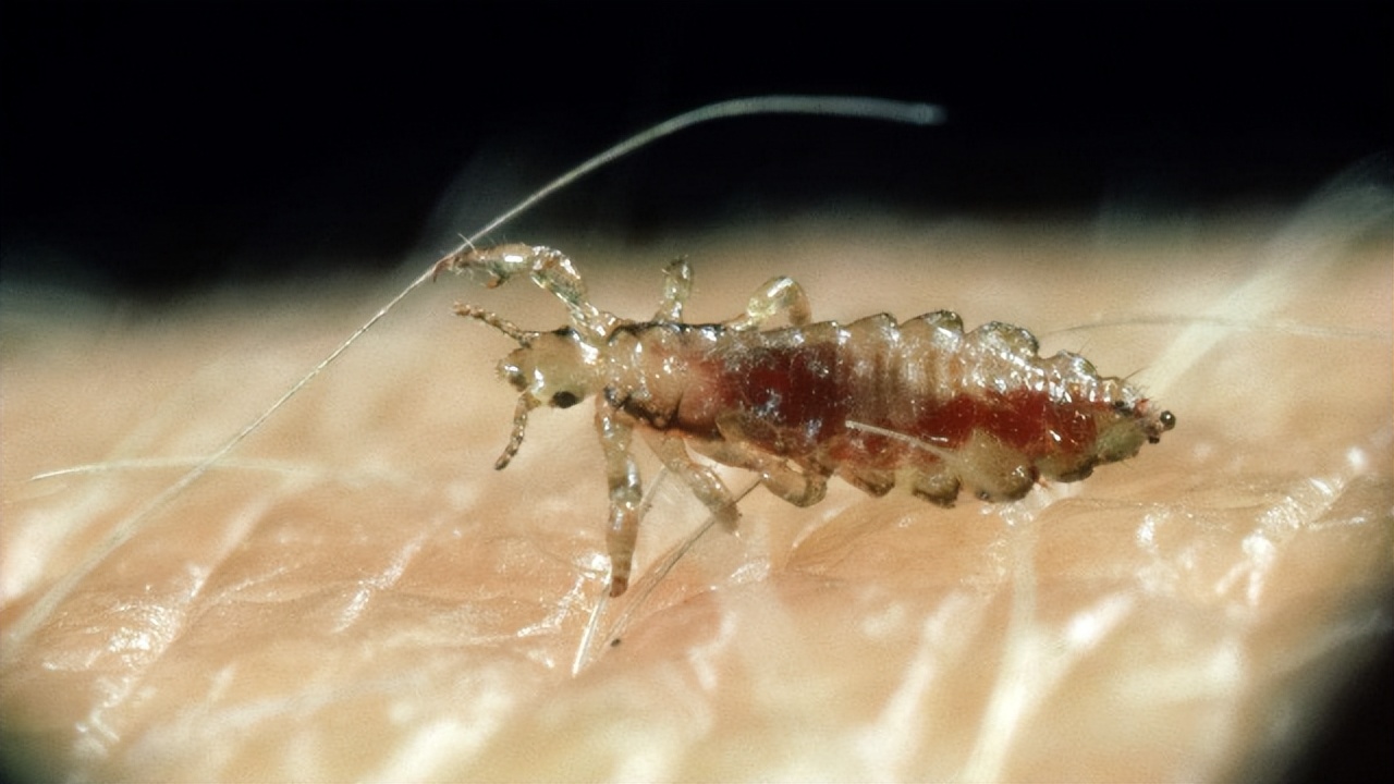 生存上亿年的生物,生存了几百年的动物