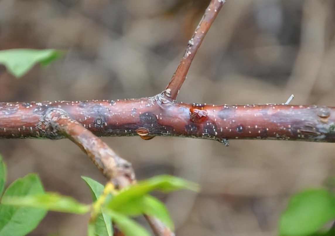 专家化身数字“轻骑兵”，线上问诊手把手教农业技术|数字强农“七个一百”标杆案例⑥