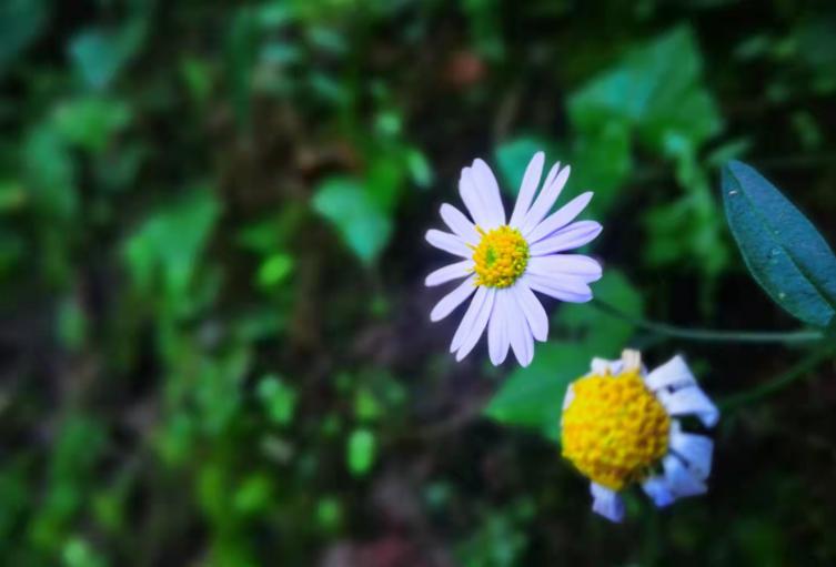 中国平安2020年分红公告,近十年中国平安分红率