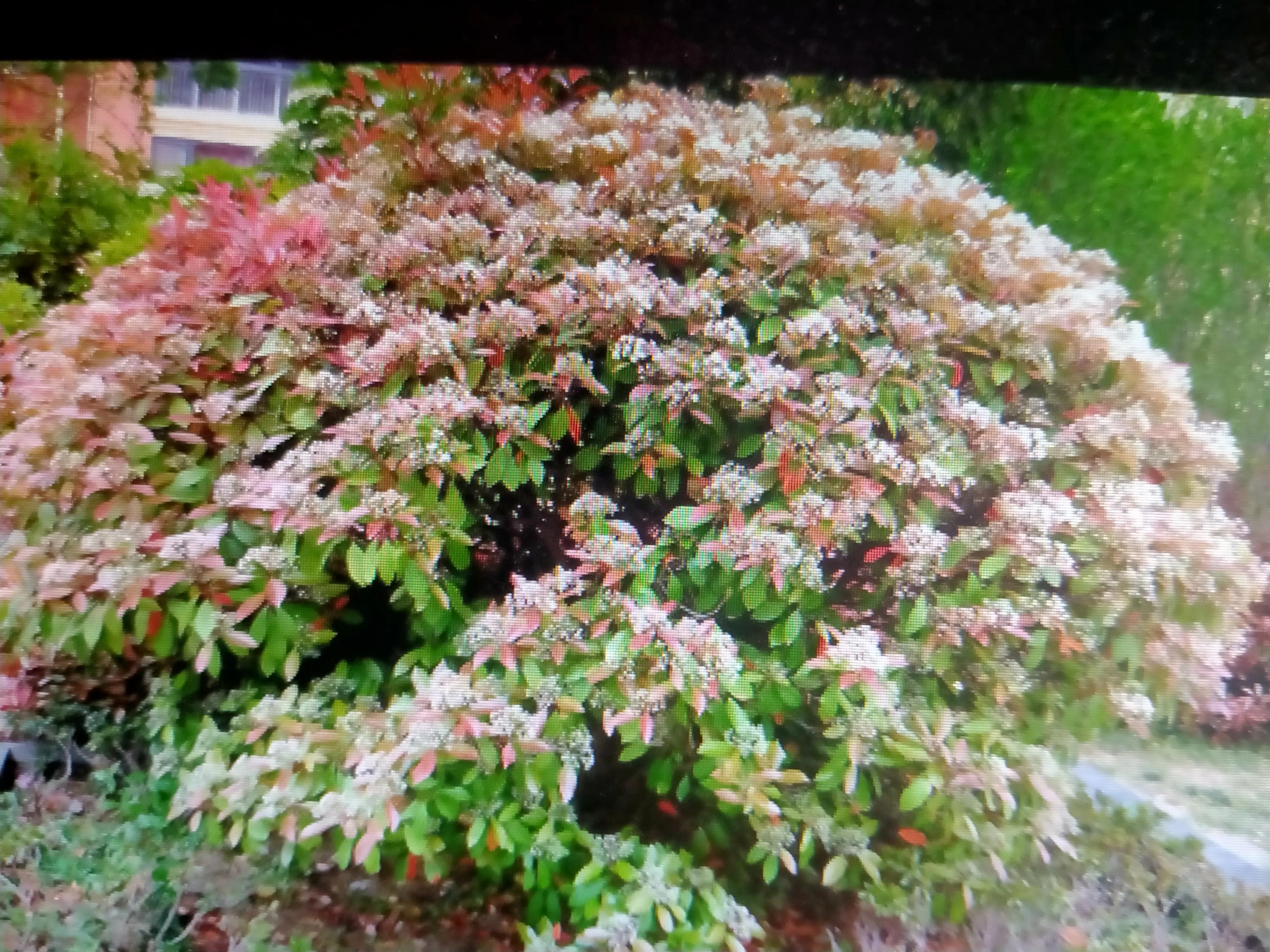 红叶石楠树1.5米,红叶石楠耐寒吗