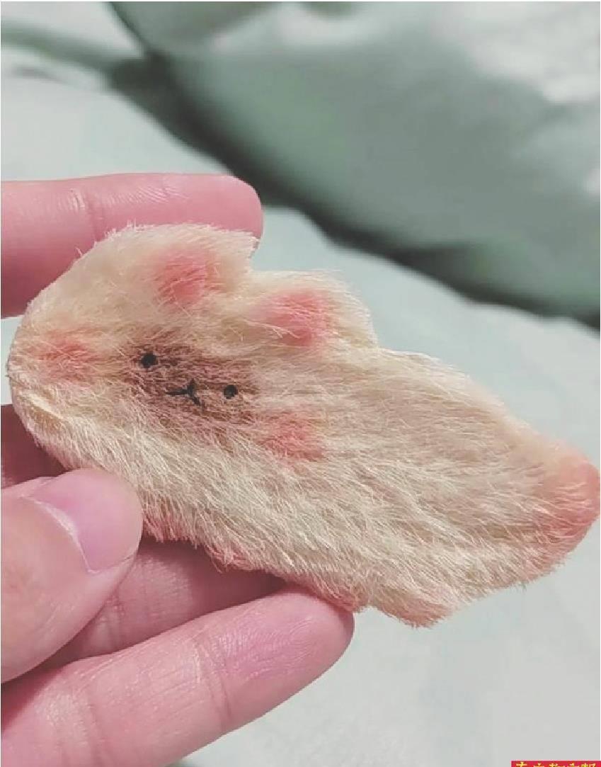 养芒果和当宠物,为什么养芒果核当宠物