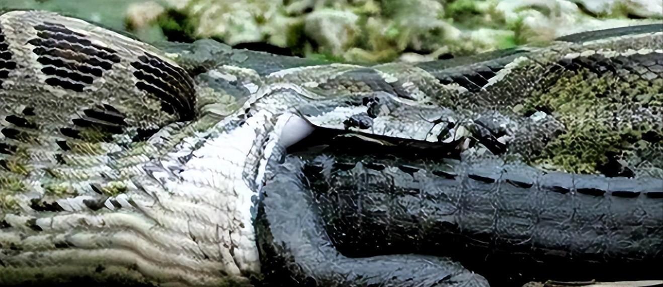 美洲豹捕杀鳄鱼为什么咬背部脖子,美洲豹捕杀鳄鱼压住鳄鱼