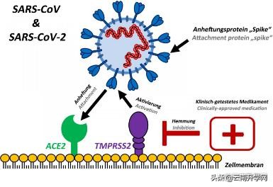 生物科学专业报考哪些事业单位,生物科学专业报考哪些职位
