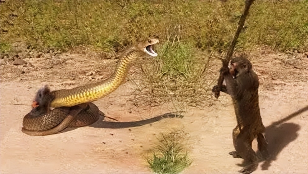 为什么打蛇要打七寸,打蛇七寸的七寸是指哪里