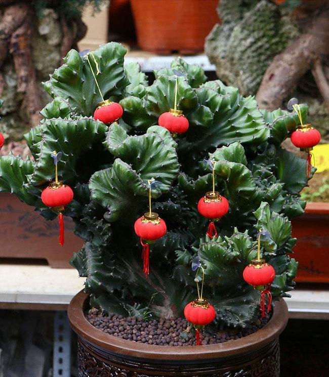 四种镇宅之花,100种镇宅花卉大全