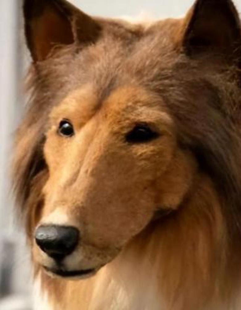 日本男子花200万变狗设计图,日本男子花200万整容蠢狗