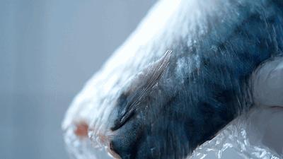 日式碳烤青花鱼做法,干煎小金枪鱼