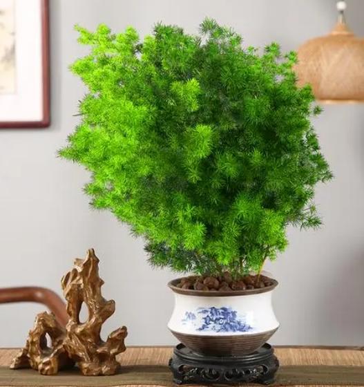 女性领导办公室绿植图片,适合放在领导办公室的绿植