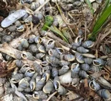 吃海鲜后心脏跳得快,吃完海鲜心脏跳得很快