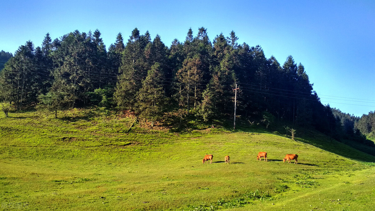 武隆仙女山两日游攻略自由行,武隆仙女山自由行攻略